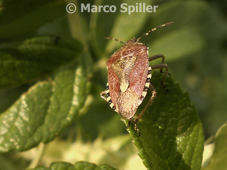 Dolycoris baccarum